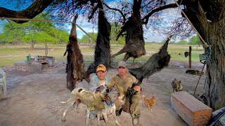 INCREIBLE CAZA con PERRO CHANCHOS SALVAJES🐗🐕 [upl. by Hgielar]