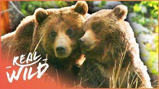 Into The Life Of A Grizzly Bear Bear Documentary  Grizzly Country  Real Wild [upl. by Cherida637]