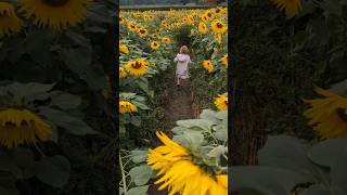 Great Budworth sunflower maze and icecreamfarm Cheshire 🌻🍦countrylife [upl. by Lysander]