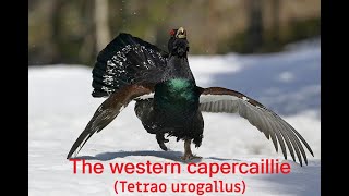 The king of the forest western capercaillie tetrao urogallus [upl. by Danita102]