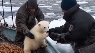 filhote de urso polar sobe em uma embarcação será se é real esse vídeo [upl. by Doreg727]