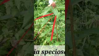 Crepeginger Cheilocostus speciosus Lvs spirally rhizome to treat fever Asthma amp worms short [upl. by Aicire]