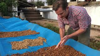 Coffee Fermentation on Satemwa tea and coffee estate Malawi [upl. by Merilee]