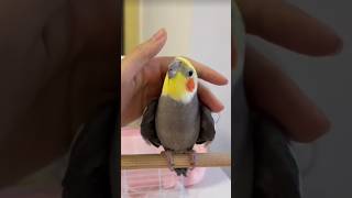 Love for cocktail birds new baby cocktail birds singingsong viralvideo viralshort birdslover [upl. by Callahan627]