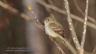 Least Flycatcher in Maine [upl. by Norved]