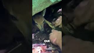 Ciervo bebe atrapado en un agujero [upl. by Seagraves]