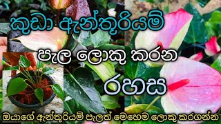 කුඩා ඇන්තුරියම් පැල ලොකු කරන රහස  The secret to growing small anthurium plants [upl. by Neehcas923]