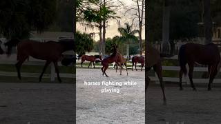 horses fighting while playing 😱🤪🙄 horse horses [upl. by Komsa]