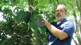 Fragrant snowbell tree Styrax obassia  Plant Identification [upl. by Eckel]