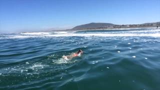 Carina Bruwer swims Robben Island to Bloubergstrand [upl. by Crescin]