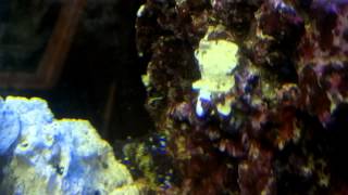 Fimbriated Moray Eel getting territorial with snowflake eel [upl. by Arihs366]