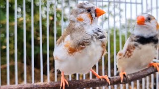 Zebra finch sound  Come listen to the beautiful birds singing in the morning together [upl. by Bigner]