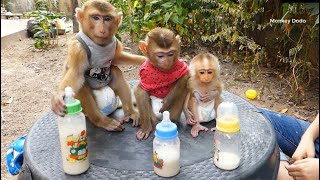 Dodo And Donal Newborn Baby Monkey Moly Sitting In Orderly Waiting Milk Cute Animals [upl. by Schnabel]