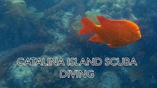 Scuba Diving off Catalina Island on board The Magician  81317 [upl. by Nilyak]