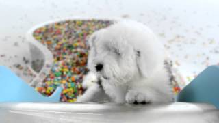 Dulux NZ Jellybeans TVC 2015 [upl. by Zuliram]