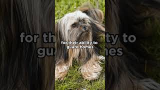 Lhasa Apsos were guard dogs in Tibet lhasaapso dogs [upl. by Cykana]