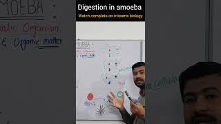 digestion in amoeba by irtisam biology chapter 12 class 11 biologyclass12 [upl. by Bywoods591]