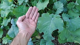 Brassica Food Plot Biologic New Zealand Maximum [upl. by Chretien709]