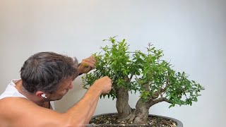 🇮🇹 Informazioni su Bonsai „nejikan „ Punica Granatum [upl. by Olinad]