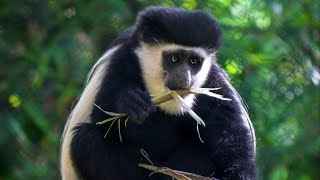 GoPro Catches Dallas Zoos Colobus Monkeys quotMonkeying Aroundquot [upl. by Linnea]