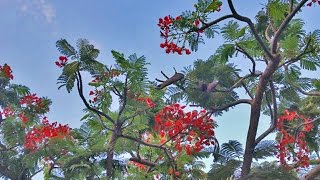 royal poinciana seeds [upl. by Nottirb]