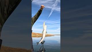 Top water fishing San Luis Reservoir anyfishcangetit superspook [upl. by Yssirk215]