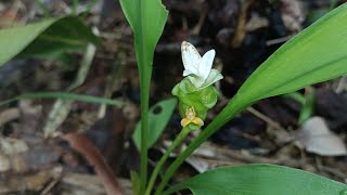 Nghệ mảnh Curcuma gracillima [upl. by Anitsirhcairam]