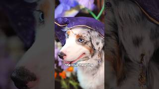 Puppies without tails can show lovedog voice missed tails adopt love youtube foryou [upl. by Roz]