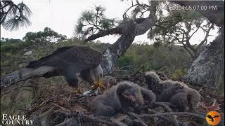 Happy childhood Eagle Country Country LIVE Bald Eagle Cam  Nest Cam [upl. by Yadnus]