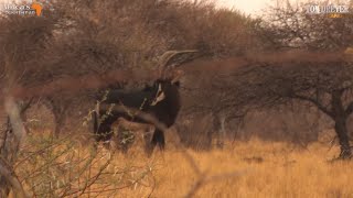 Hunting Sable bull with Verney Carron Double Rifle Ep 52 [upl. by Lovell387]