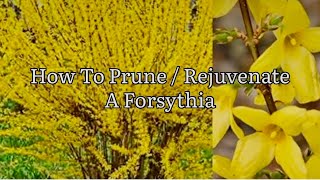 How To Prune  Rejuvenate A Forsythia Pruning Forsythia Shrubs Forsythia Get Gardening [upl. by Elroy]