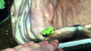 Red Eyed Tree Frog  Unboxing Update 2 [upl. by Aitnom50]