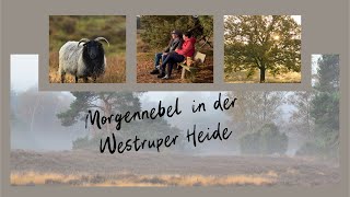 Frühnebel in der Westruper Heide [upl. by Buck]