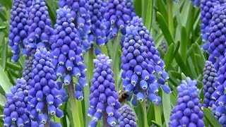 Muscari armeniacum quotgrape hyacinthquot  FarmerGracycouk [upl. by Griff]