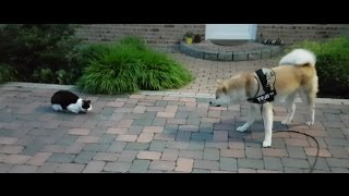 American Akita puppies playing [upl. by Alleirbag404]