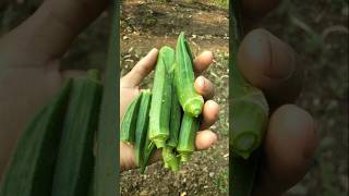 Lets pluck some ladyfingers to make vegetable nature farming okra shorts [upl. by Rosenfeld]