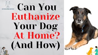 Can You Euthanize Your Dog At Home And How [upl. by Eelreveb]