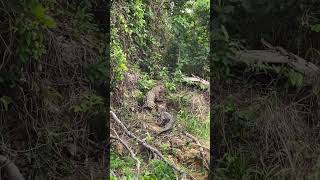 Magnificent Jaguar dealing with his meal jaguar bigcats wild conservation pantanalpathfinder [upl. by Alyks]