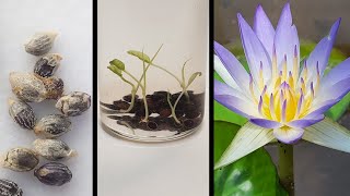 Sacred Blue Lily germination in the lab  Nymphaea caerulea [upl. by Yllier]