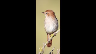 صوت طائر العندليب مفيد لتلقين الحسون أو المقنين ،Nightingale singing to indoctrinate the goldfinch [upl. by Yreved]