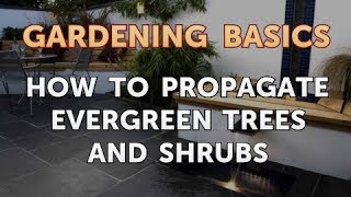 How to Propagate Evergreen Trees and Shrubs [upl. by Anirual]