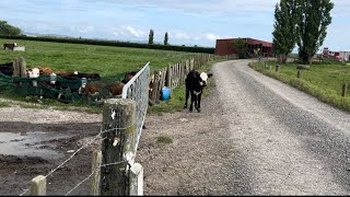 Calf Escapee Irrigator Broke My Strap Mating Nears an End [upl. by Starlin]