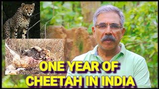 One year of cheetah in india [upl. by Ansela]