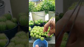 Panen Durian eh tanaman berduri 😁 shortvideo gardening [upl. by Odrautse]