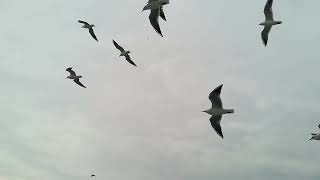 Jonathan Livingston Seagull The Complete Audiobook [upl. by Simona]