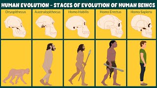 Human Evolution Video  Stages of Evolution of Human Beings  Learning Junction [upl. by Lleoj314]