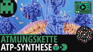 Atmungskette │Biologie Lernvideo Learning Level Up [upl. by Emmit]