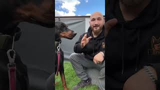 Hundeerziehung  Hundetricks Küsschen lernen‼️ [upl. by Cord59]