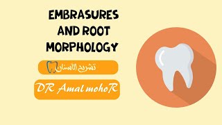 embrasures and root morphology [upl. by Adniles]