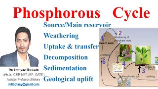 Phosphorous Cycle फॉस्फोरस परिचालन فاسفورس چکر 3 bscbotany neet bsczoology ecology upsc [upl. by Lief618]